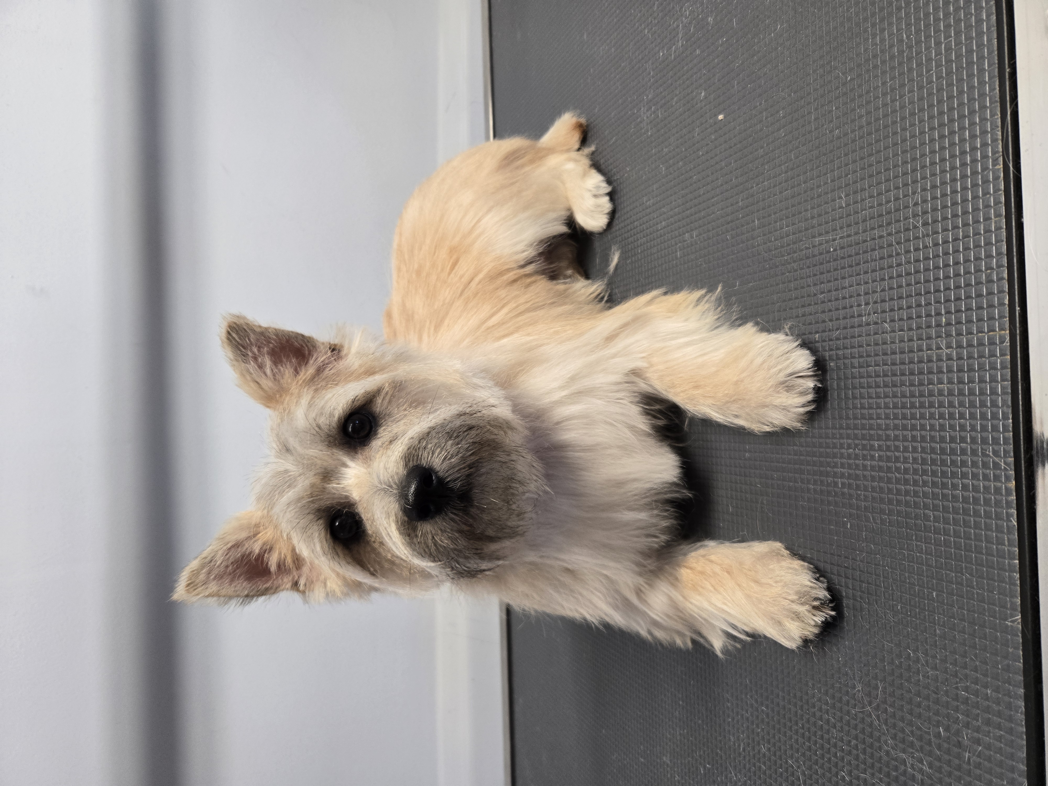 Tan Cairn Terrier - Cairn Terrier