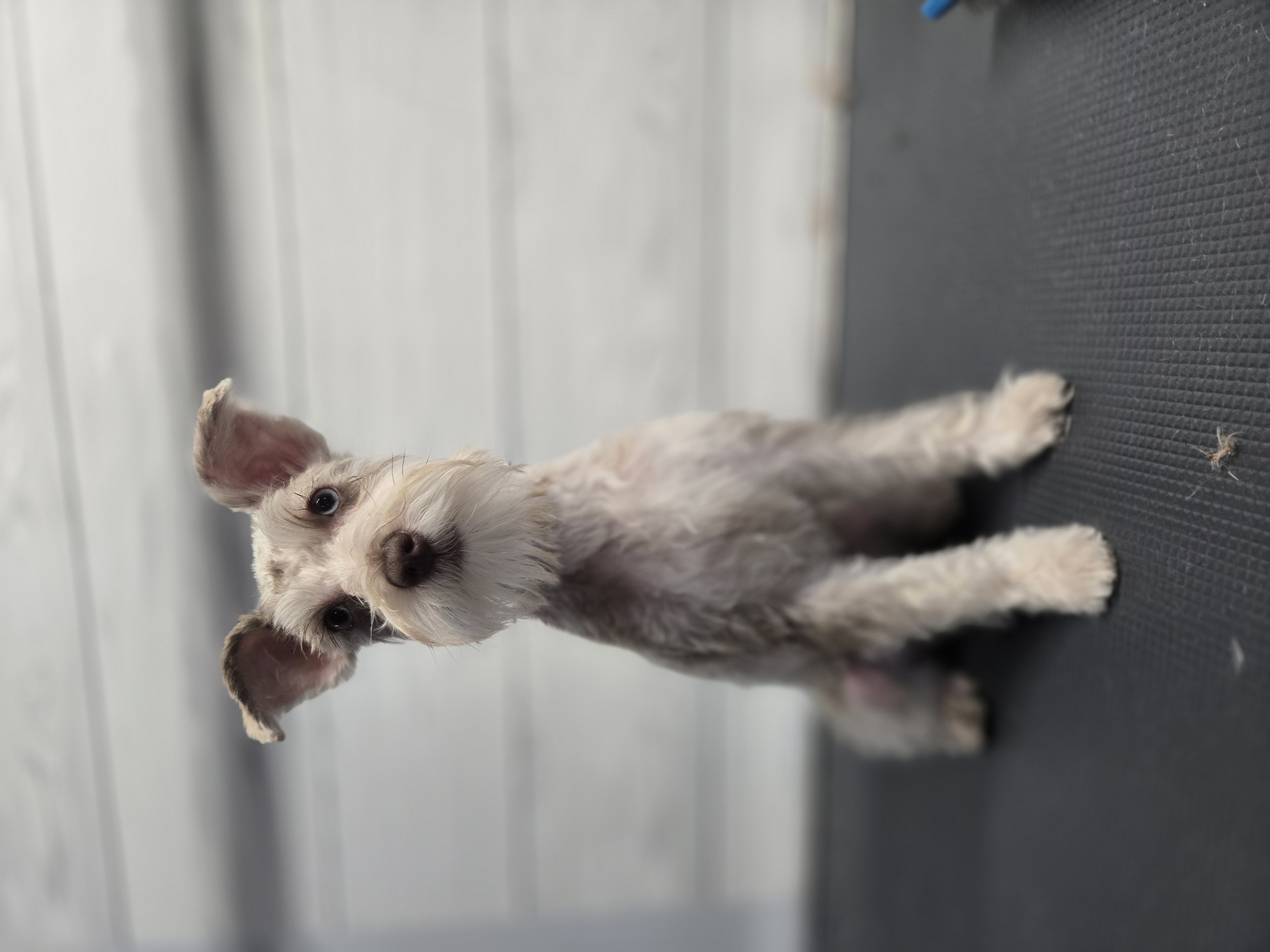 Fluffy White Dog - Pet