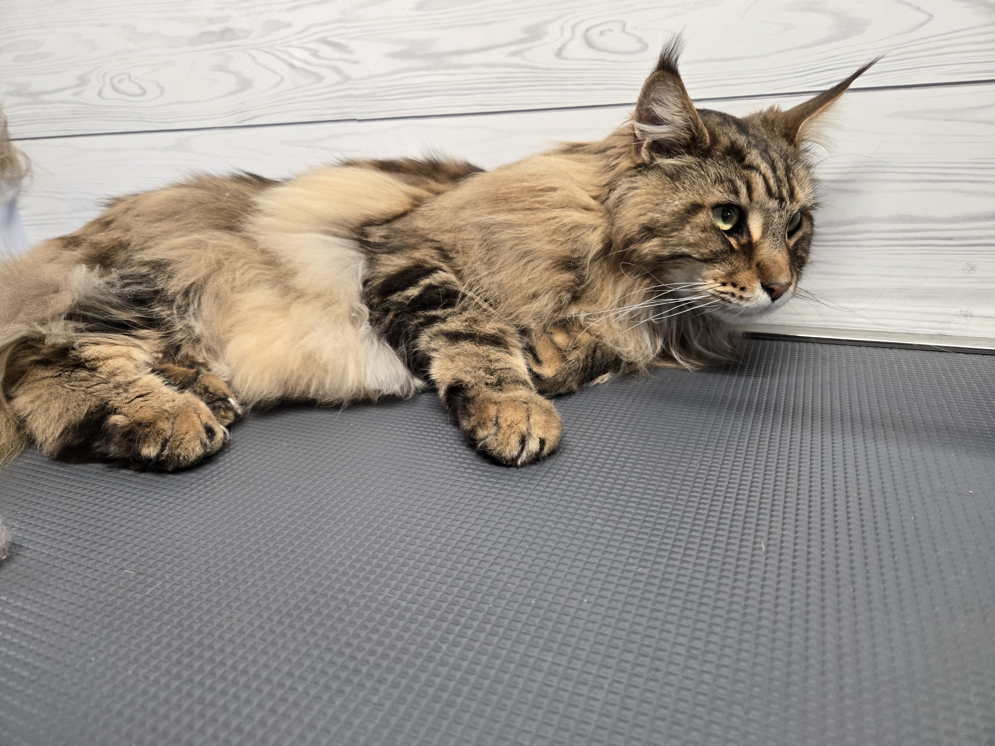 Golden Doodle - Goldendoodle